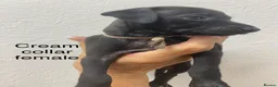 Italian Greyhound dogs for sale: 8 Italian greyhound puppies in Burton-on-Trent - Advert 16