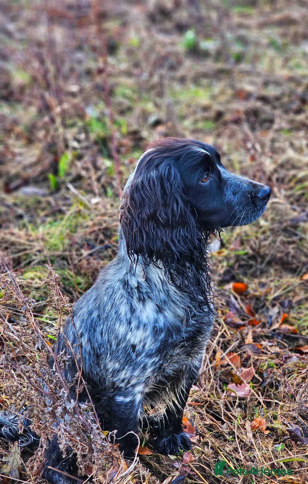 Cocker Spaniel dogs for stud: Blue Roan Cocker Stud  in Alford - Advert 11