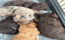 Cockapoo dogs for sale: DNA TESTED Cockapoo puppies, ready 22nd October  - Image 12