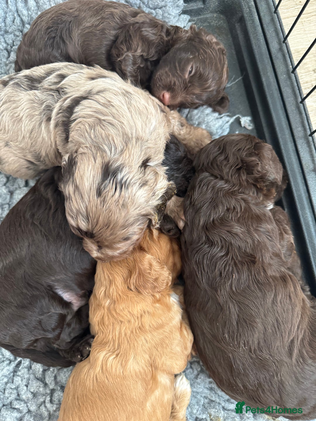 Cockapoo dogs for sale: DNA TESTED Cockapoo puppies, ready 22nd October  - Image 12