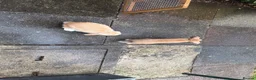 Mini Lop rabbits for sale: 2 mini lops 15 weeks male and female  in Loughborough - Advert 3