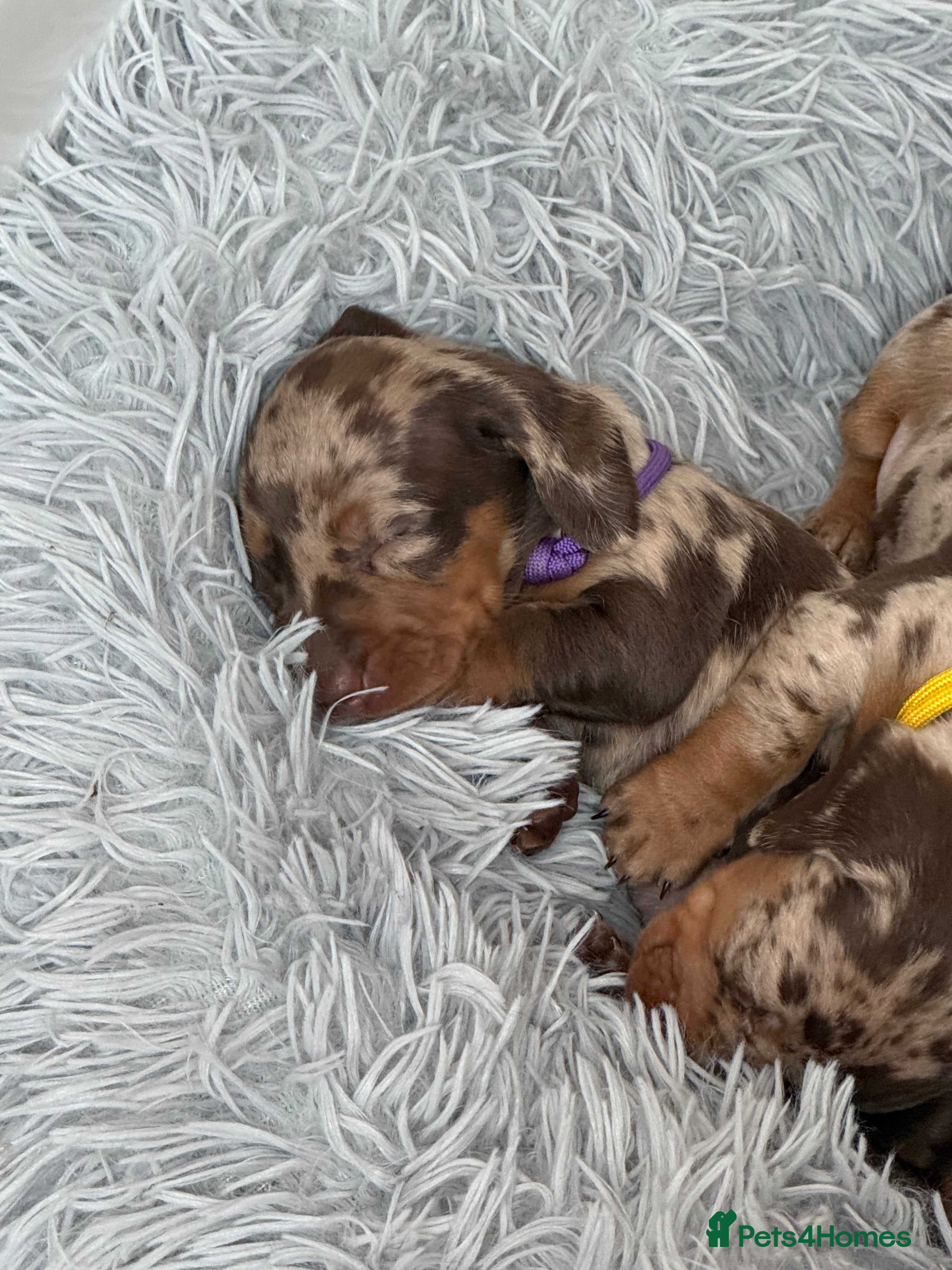 Miniature Dachshund dogs Absolutely stunning miniature dachshunds  - Advert 2