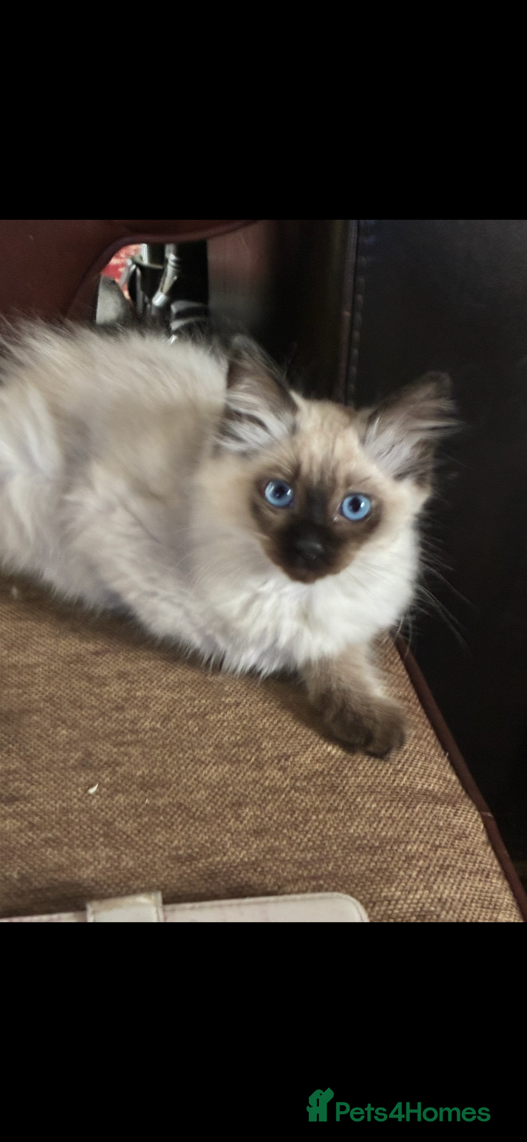 Ragdoll cats for sale: Lovely ragdoll kittens for sale  - Image 10