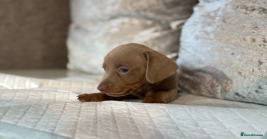 Miniature Dachshund dogs - Advert 13