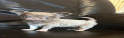 Chihuahua dogs for sale: Exquisite chihuahuas  - Advert 5