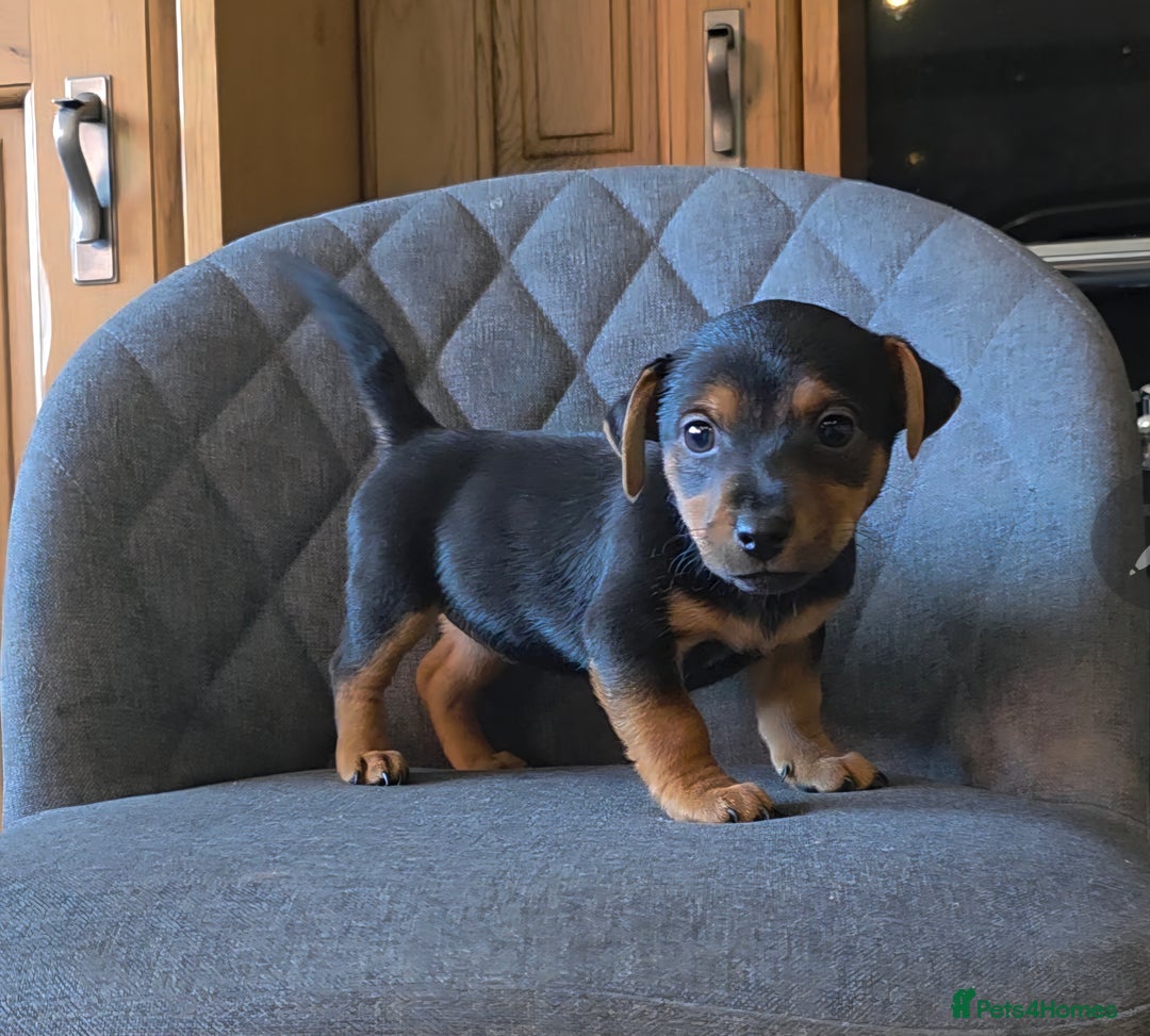 Jack Russell dogs for sale: Traditional Short Legged Jackrussell Pups!  - Image 7