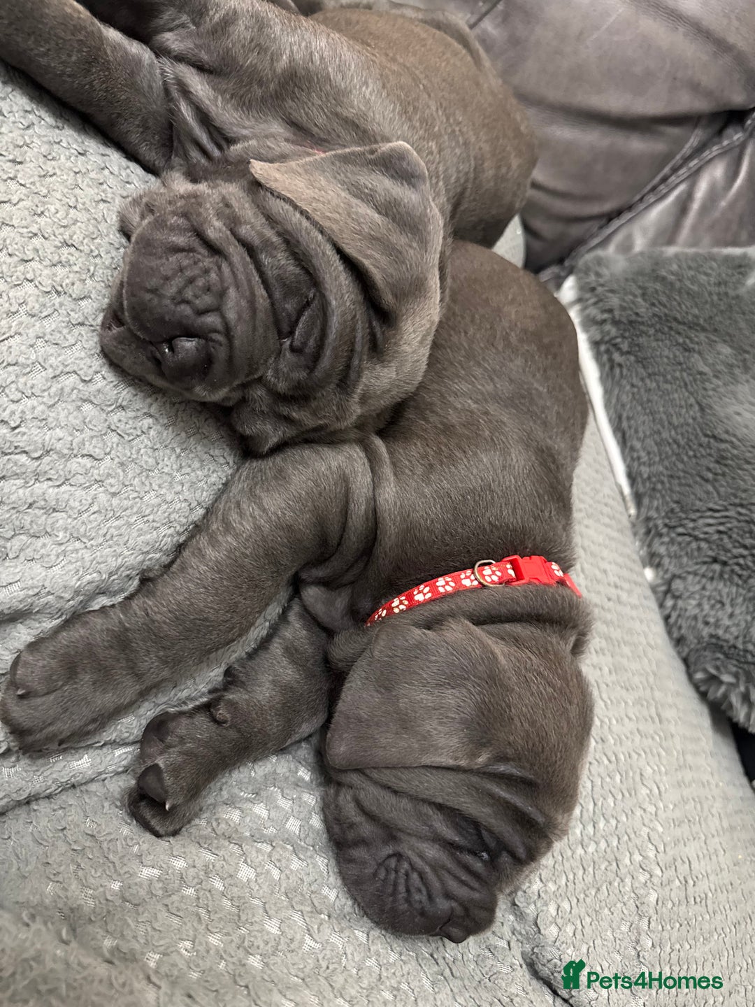 Mastiff dogs for sale: Mastiff puppies (Neapolitan) - Advert 16