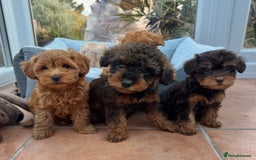 Schnoodle dogs for sale: Schnoodle puppies  - Advert 1