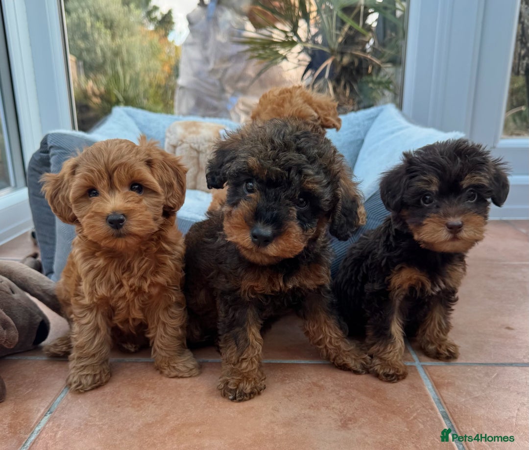 Schnoodle dogs for sale: Schnoodle puppies  - Advert 1