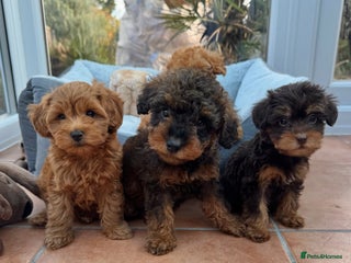 Schnoodle dogs for sale: Schnoodle puppies - Advert 1