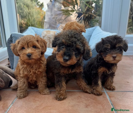 Schnoodle dogs Schnoodle puppies - Advert 1