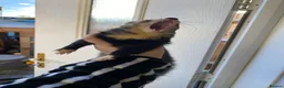 Ferret rodents for sale: Male Ferret - Rocket  - Advert 6