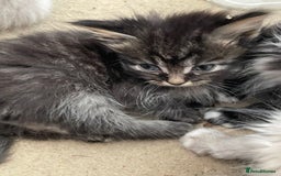 Mixed Breed cats for sale: Ragdoll x maincoon kittens available now - Image 5