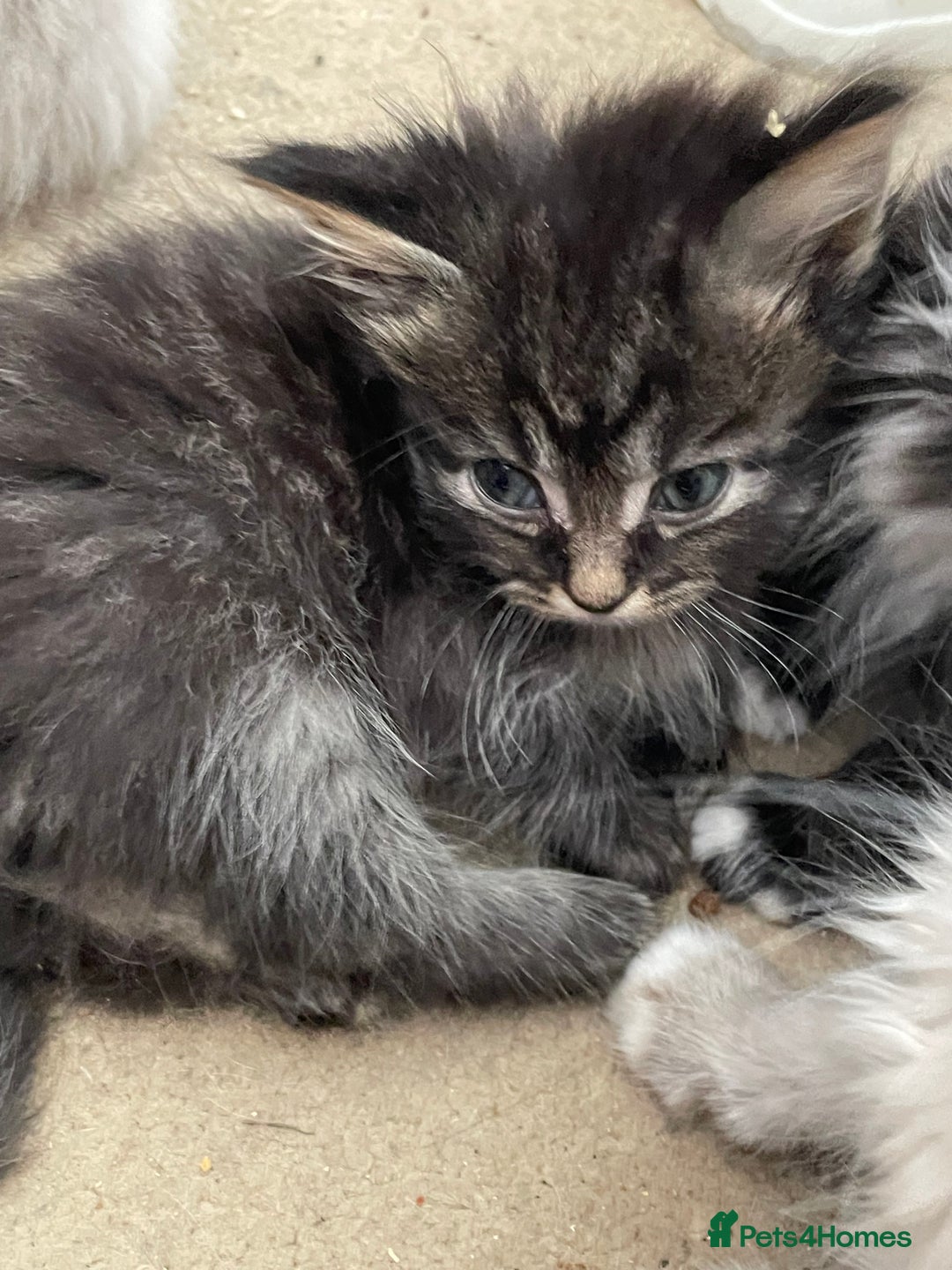 Mixed Breed cats for sale: Ragdoll x maincoon kittens available now - Image 5