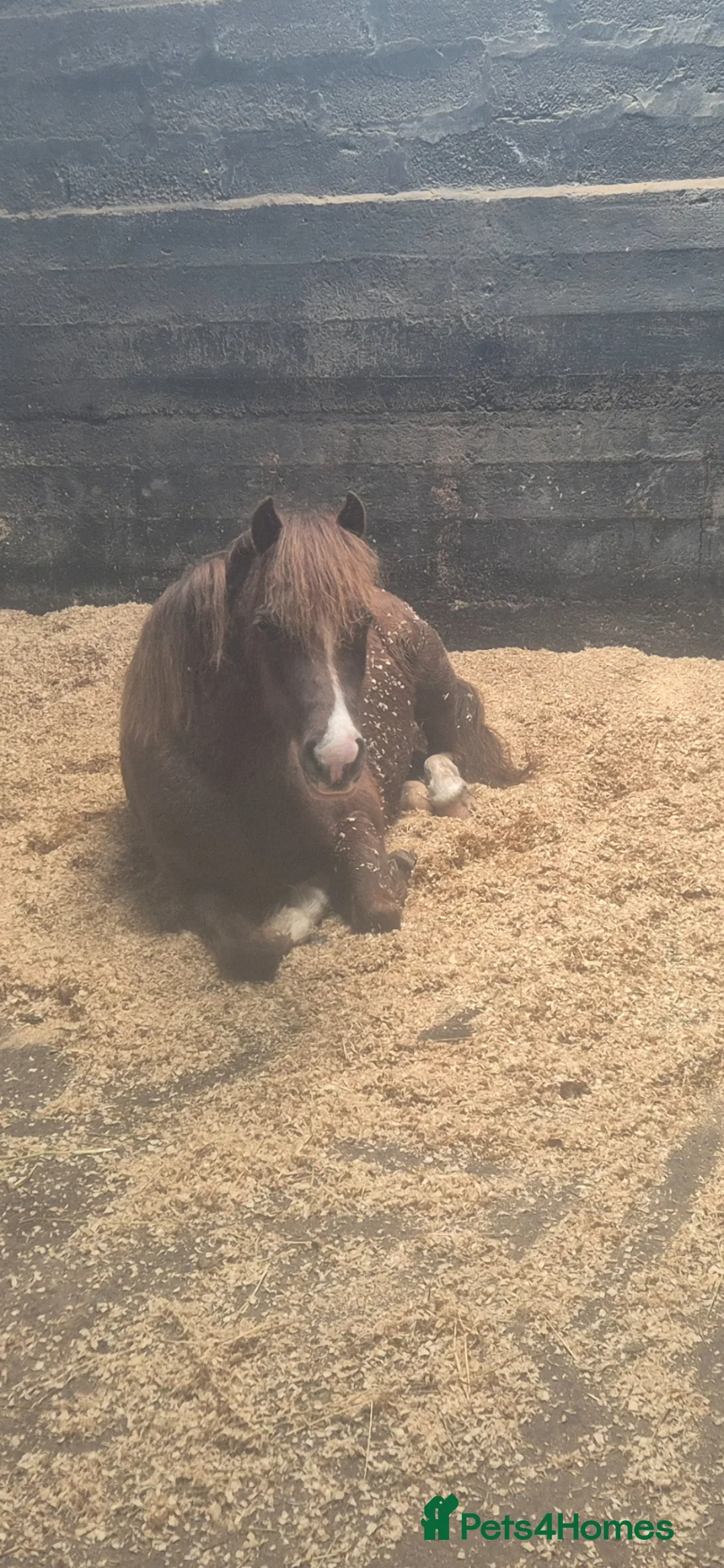 Welsh Section B horses for sale: Lucky in Narberth - Advert 3