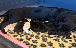 Labrador Retriever dogs for sale: Labrador puppies - Image 1