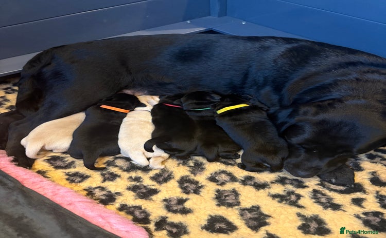 Labrador Retriever dogs - Advert 4
