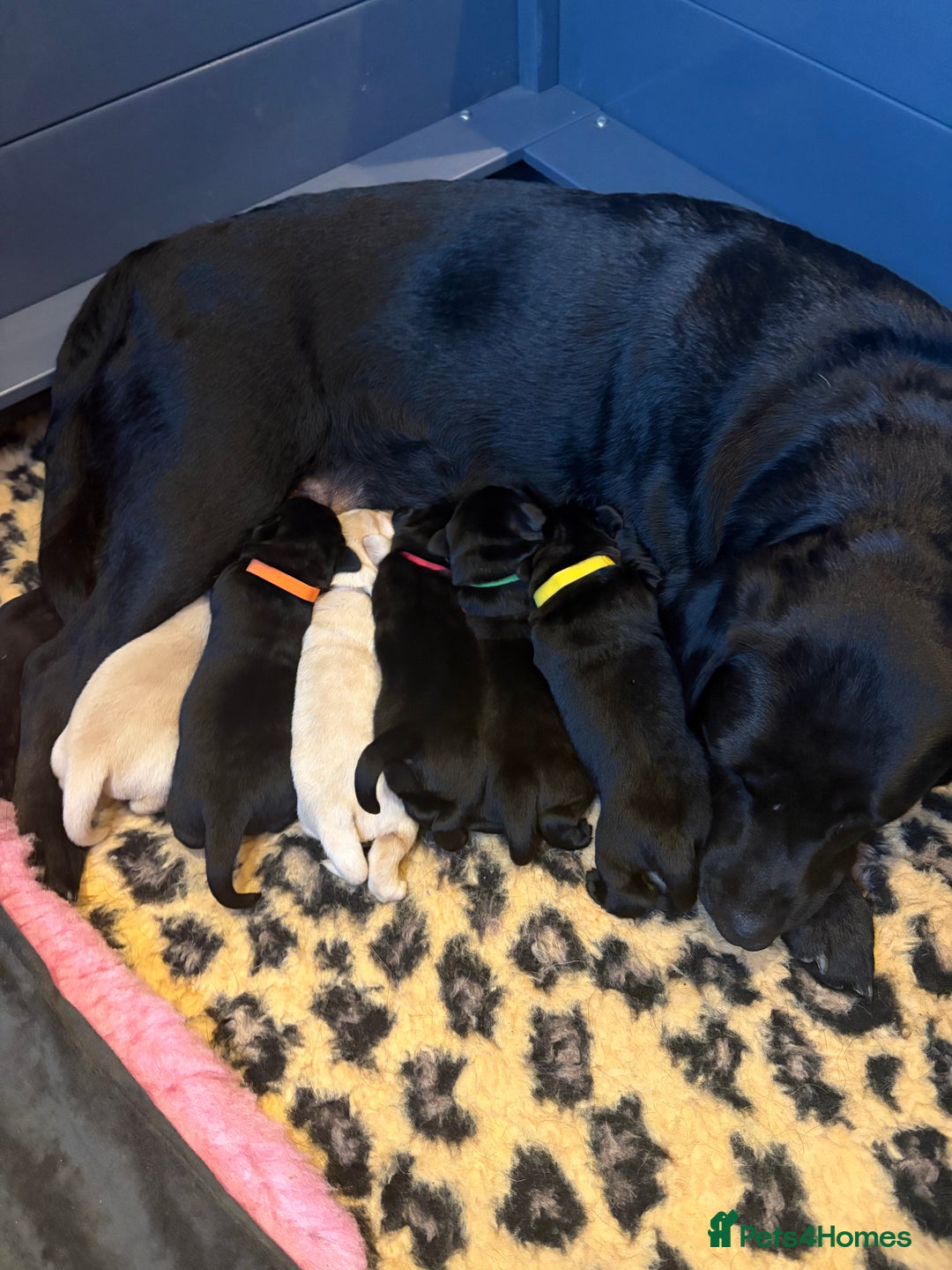 Labrador Retriever dogs for sale: Labrador puppies - Image 1