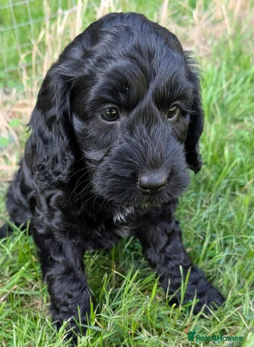 Cockapoo dogs Licensed breeder, health tested F1 cockapoos - Advert 2