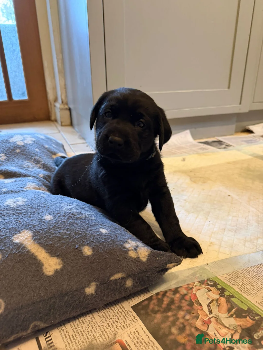 Labrador Retriever dogs for sale: 8 beautiful chunky black KC registered puppies - Advert 4