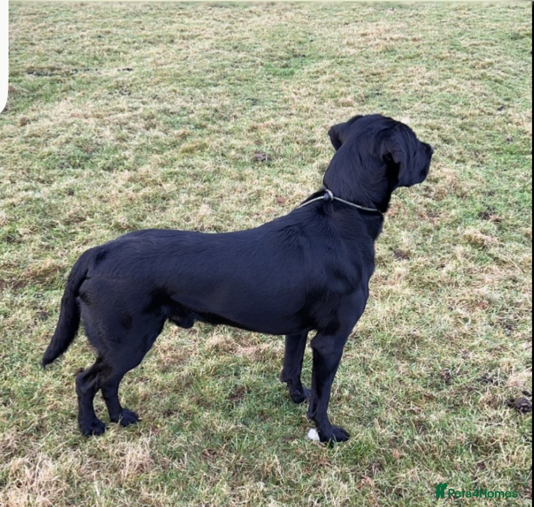 Labrador Retriever dogs for stud: Koba  - Image 3