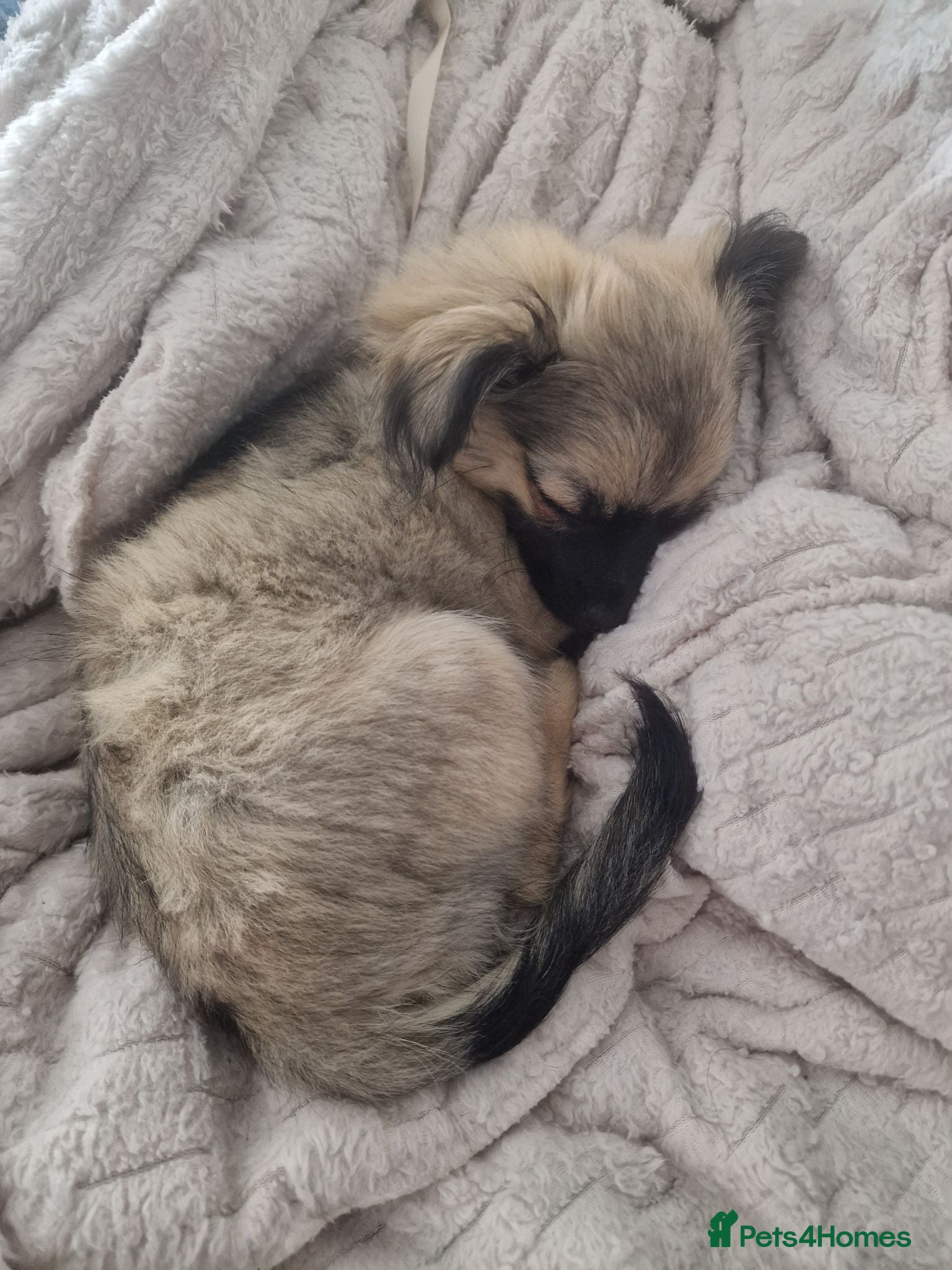 Chihuahua dogs **READY NOW** ONE left!! Beautiful Ebony.. 🥰🥰 ** - Advert 12