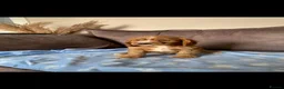 Cocker Spaniel dogs for sale: Working cocker spaniel pups - Advert 8