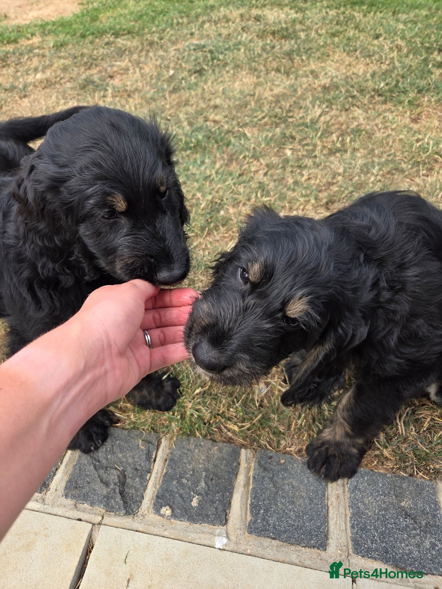 Goldendoodle dogs F1 Goldendoodle Puppies - Ready to go home🐾  - Advert 2