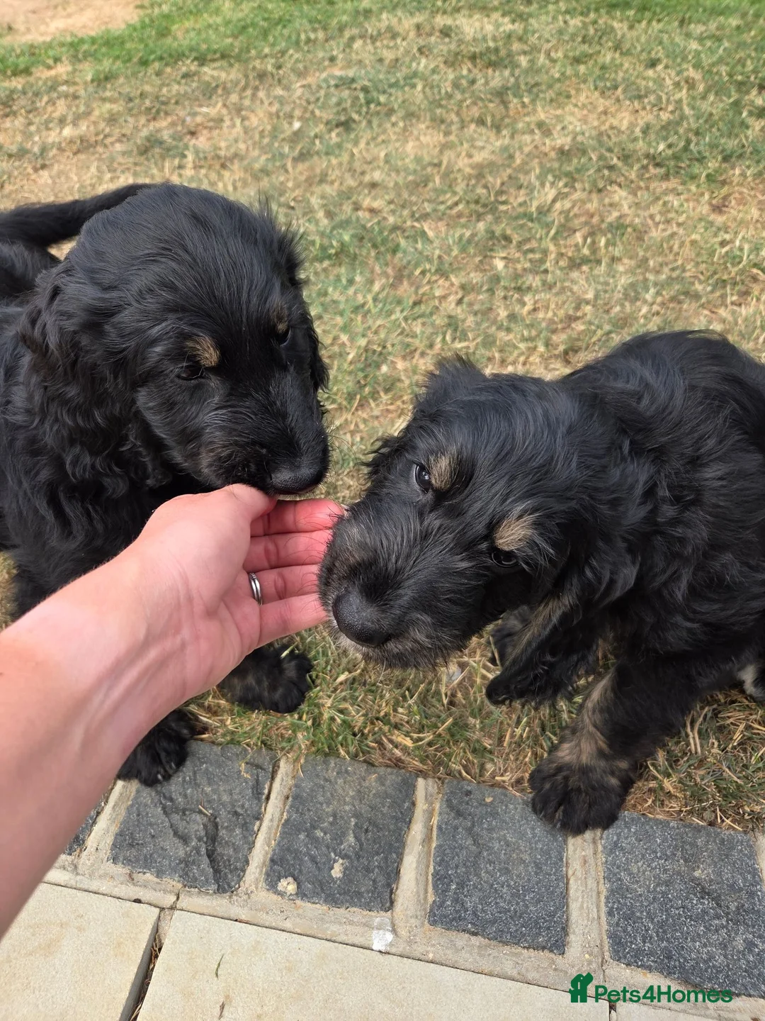 Goldendoodle dogs for sale: F1 Goldendoodle Puppies - Ready to go home🐾  - Advert 1
