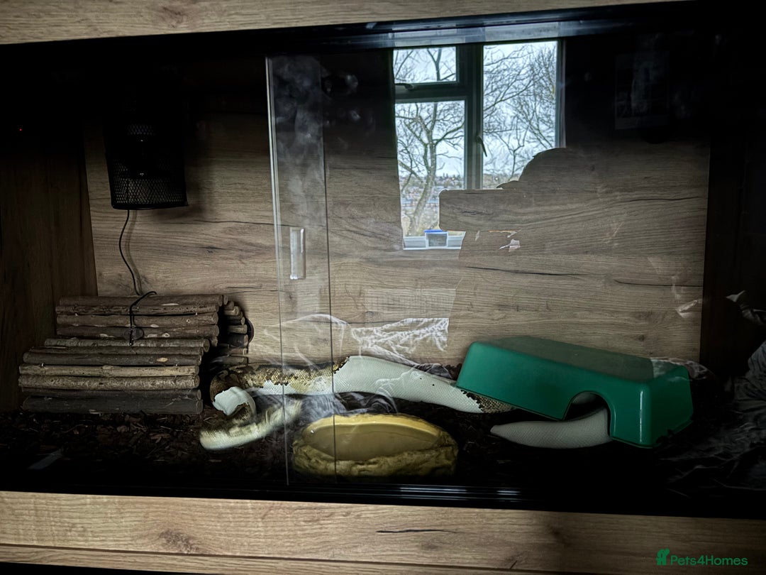 Python Snake reptiles for sale: Pied Royal Python (female)  - Advert 2