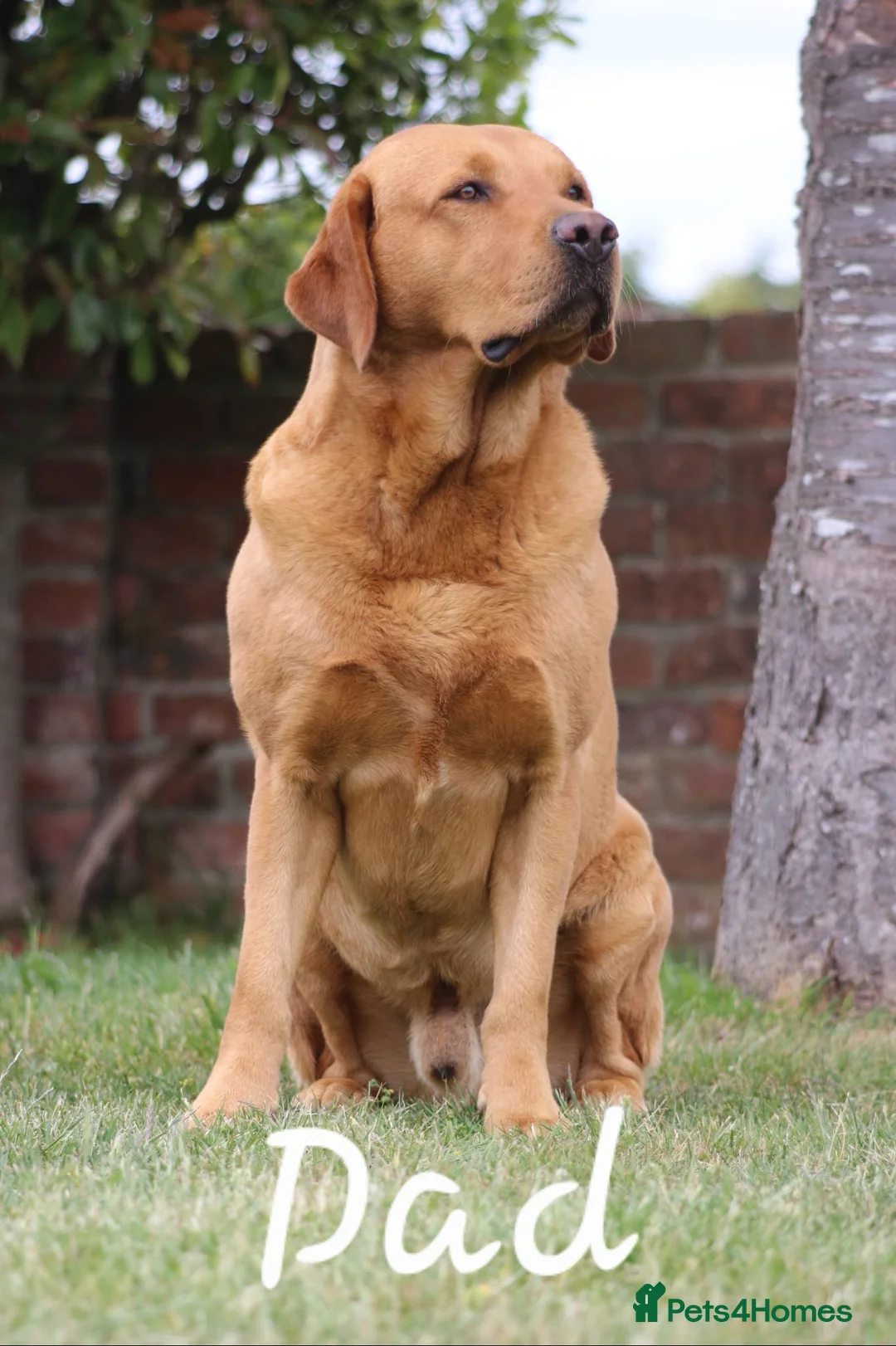 Labrador Retriever dogs for sale: KC Labrador Puppies | Fox Red & Yellow - Advert 7