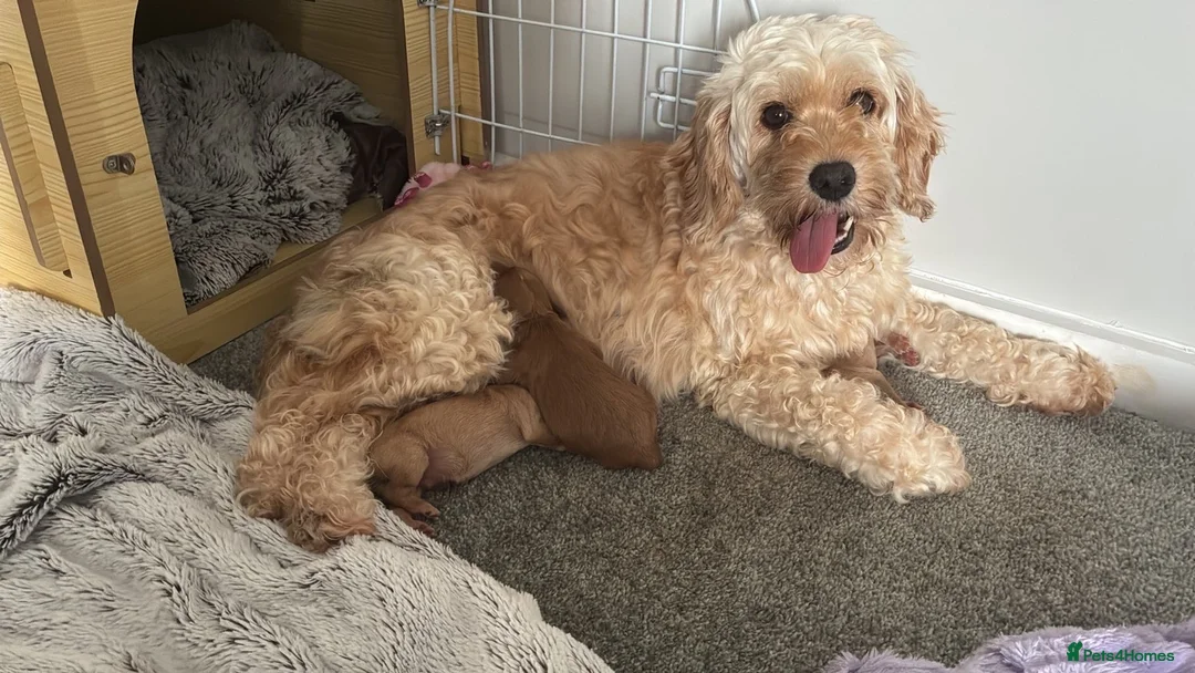 Cavapoo dogs for sale: Cavapoo puppies male in Durham - Advert 2