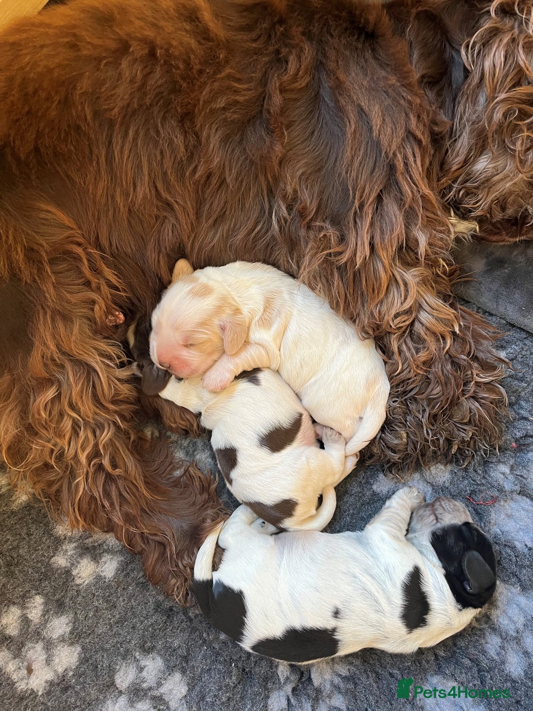 Cocker Spaniel dogs for sale: 3 KC Registered Show Cocker Spaniel Puppies  - Image 7