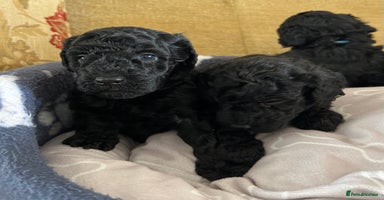 Miniature Poodle dogs - Advert 13