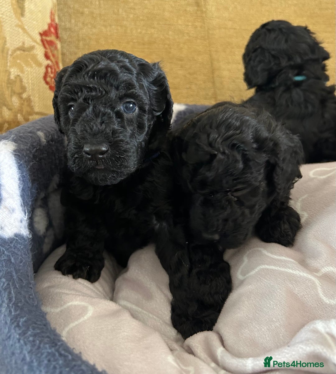 Miniature Poodle dogs for sale: Miniature Poodle Puppies  - Image 3
