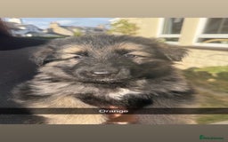 German Shepherd dogs for sale: German shepherd puppies  - Image 4