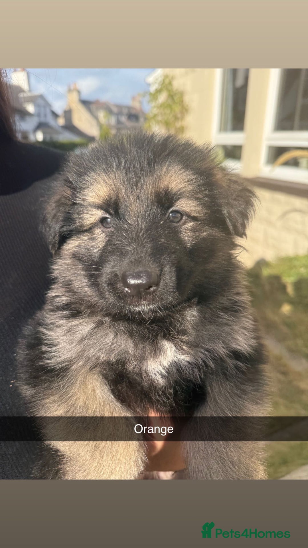 German Shepherd dogs for sale: German shepherd puppies  - Image 4