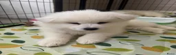 Samoyed dogs for sale: 🐾puppies are ready for new happy homes🐾 - Advert 34