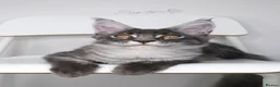Maine Coon cats for sale:     Limited Summer Offer – Reduced Kitten Prices - Advert 3