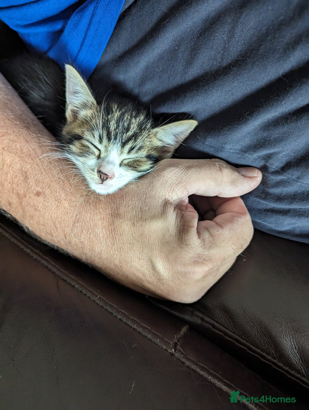 Domestic Shorthair cats for sale: 4 beautiful kittens - Image 10