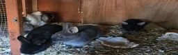 Mixed Breed rabbits for sale: Beautiful! in London - Advert 3
