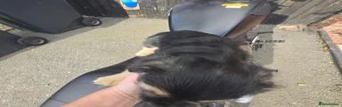 Frenchie yorkiepoo 