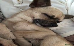 Chihuahua dogs for stud: Chihuahua for stud - Image 1