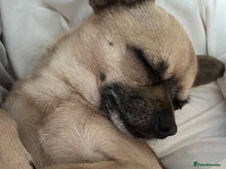 Chihuahua dogs for stud - Advert 1