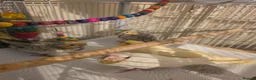 Cockatiels birds for sale: Baby Cockatiels Ready Soon 🐦 in Banbury - Advert 2