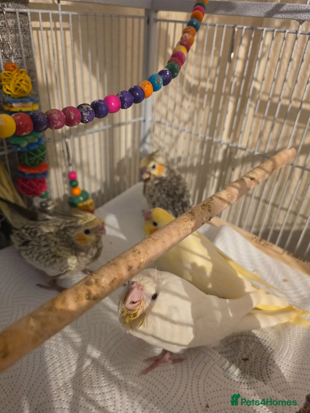 Cockatiels birds for sale: Baby Cockatiels Ready Soon 🐦 in Banbury - Advert 2