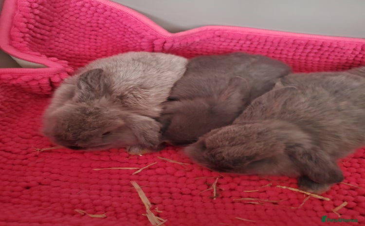 Mini Lop rabbits - Advert 1