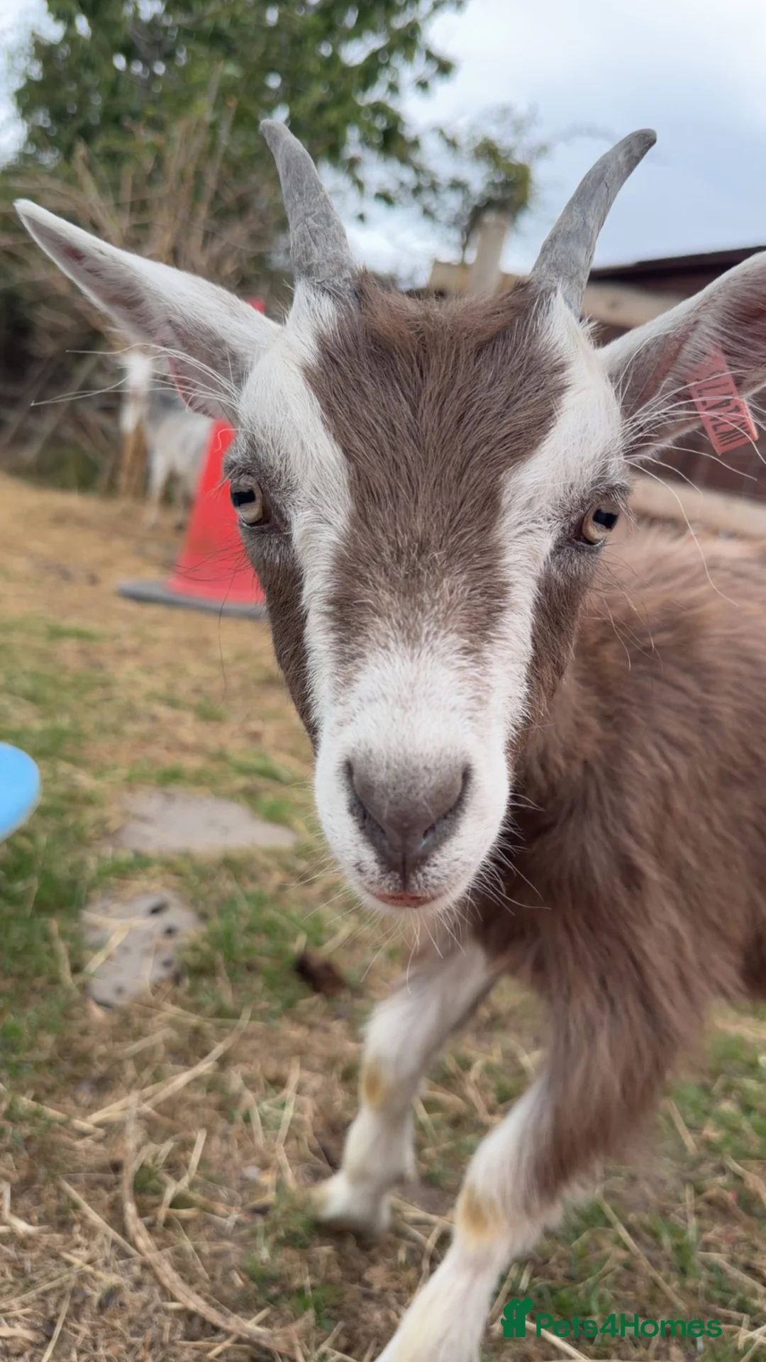 Goats livestock for sale: Monty our pet goat.  - Advert 2