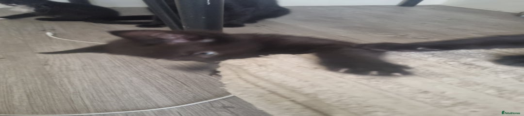 British Shorthair Kitten 1