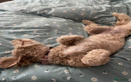 Poochon dogs for sale: Tina 1 year old poochon girl - Image 11
